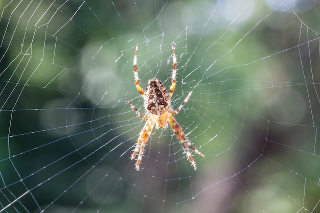 Pequena aranha marrom ao sol - close-up - Araneus diadematu