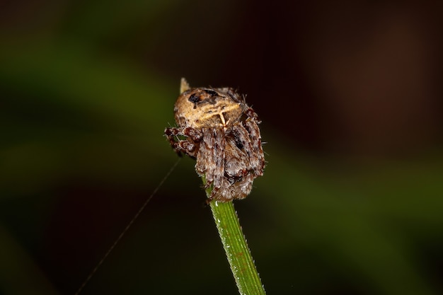 Pequena Aranha Orbweaver da Família Araneidae