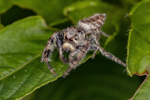 Pequena aranha saltadora da subtribo Dendryphantina