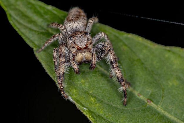 Pequena aranha saltadora da subtribo Dendryphantina