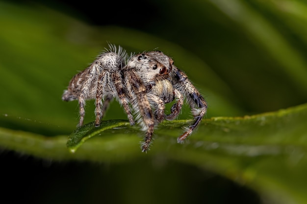 Pequena aranha saltadora da subtribo dendryphantina