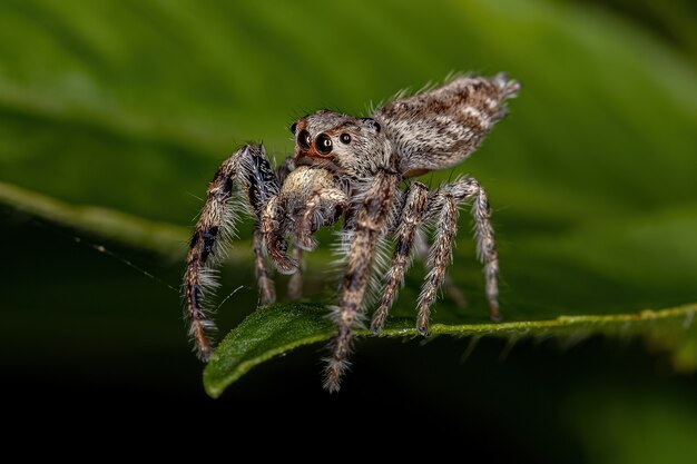 Pequena aranha saltadora da subtribo Dendryphantina