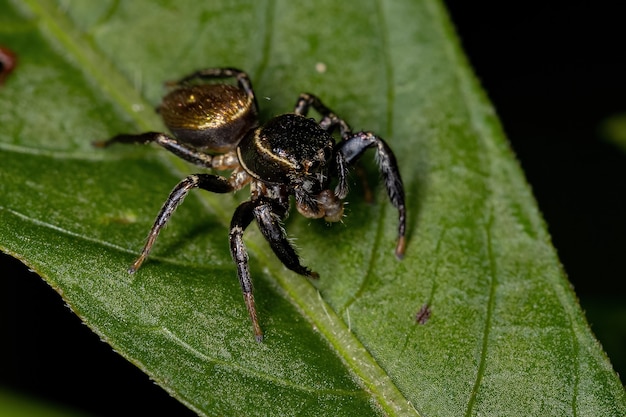 Pequena aranha saltadora da subtribo Dendryphantina