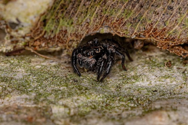 Pequena aranha saltadora do gênero Corythalia