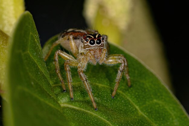 Pequena aranha saltadora do gênero Frigga