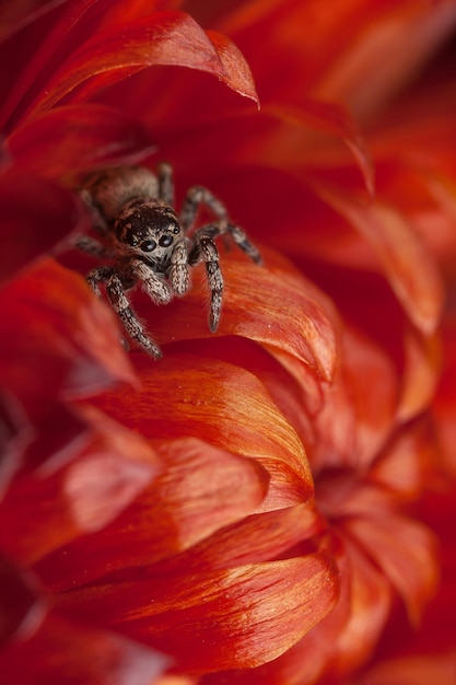 Pequena aranha saltadora em flor vermelha brilhante e seca