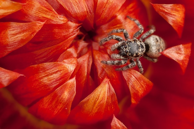 Pequena aranha saltadora em flor vermelha seca