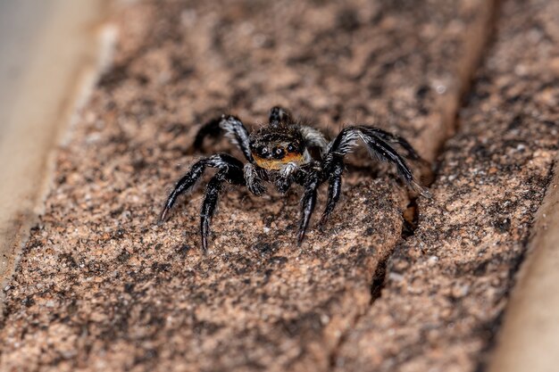 Pequena aranha saltadora macho do gênero corythalia