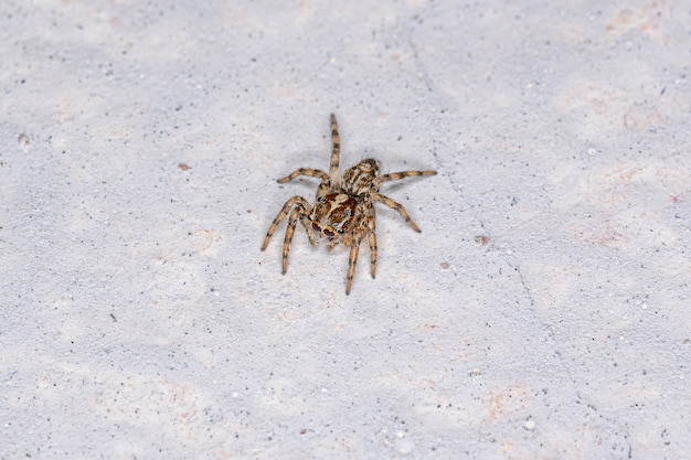 Pequena aranha saltadora pantropical da espécie Plexippus paykulli