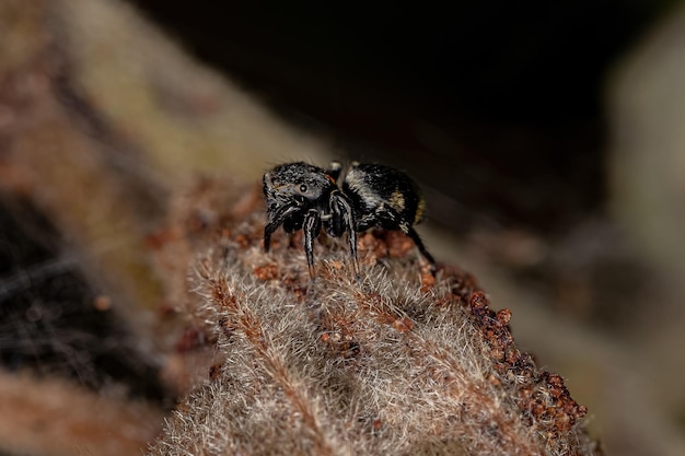 Pequena aranha saltadora preta da subfamília salticinae