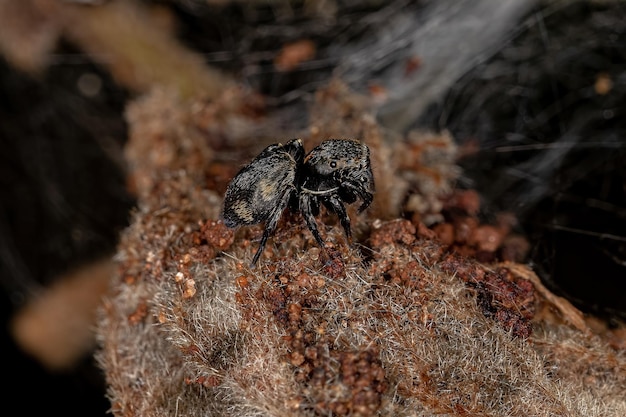 Pequena aranha saltadora preta da subfamília salticinae