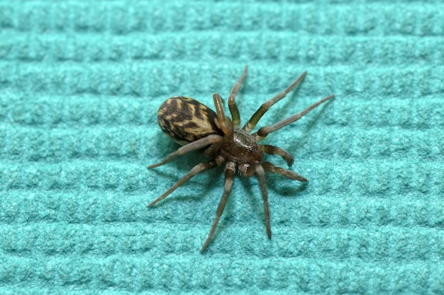 pequena aranha Tegenaria domestica isolada em fundo de pano azul