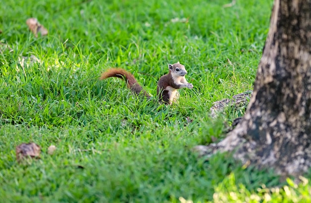 Foto pequeña ardilla en el campo de hierba en el parque público