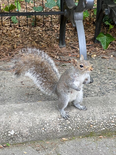 Pequeña ardilla en central park new york usa