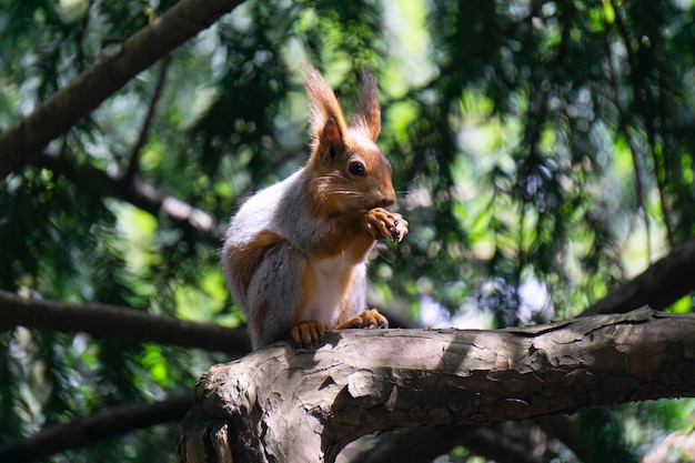 Una pequeña ardilla comiendo una nuez