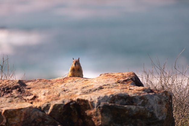 Foto pequeña ardilla en la costa de california