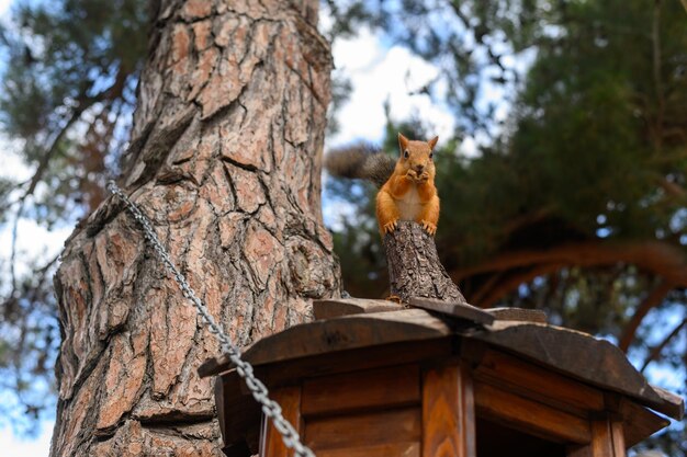 Una pequeña ardilla roja come nueces en una casa de árbol de madera en verano