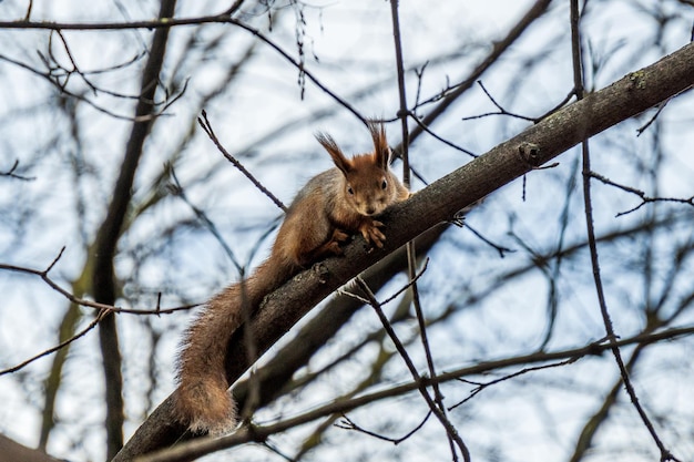 Pequeña ardilla roja curiosa en la rama de un árbol en el parque de otoño