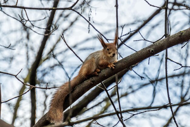 Pequeña ardilla roja curiosa en la rama de un árbol en el parque de otoño