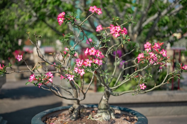 Pequena árvore com flores cor de rosa Fundo de flores cor de rosa Bela cena da natureza com flores desabrochando no reflexo do sol Flores de verão Fundo de verão