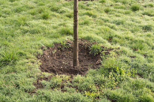 Pequena árvore crescendo com sol no conceito de eco de jardim