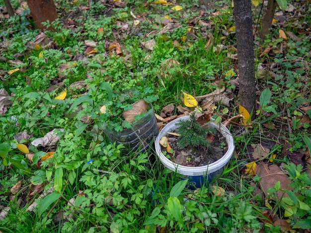 pequena árvore de Natal em uma panela na rua Jarda decoração vaso de flores no chão