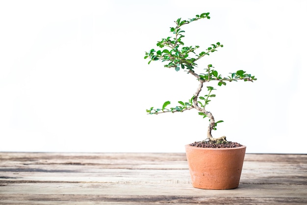 Foto pequena árvore decorativa no chão de madeira pequena árvore bonsai nos vasos de barro