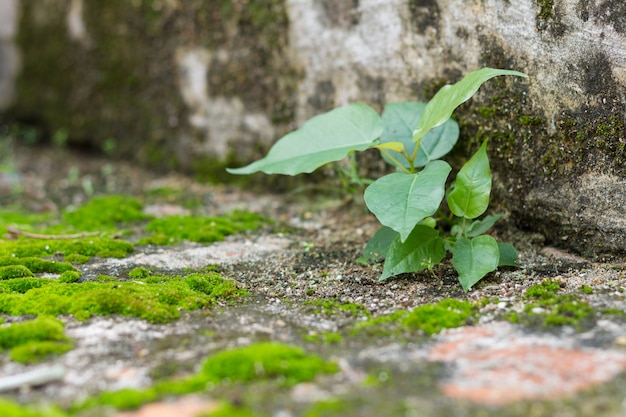 Pequena árvore e musgo samambaias verdes na parede de tijolo