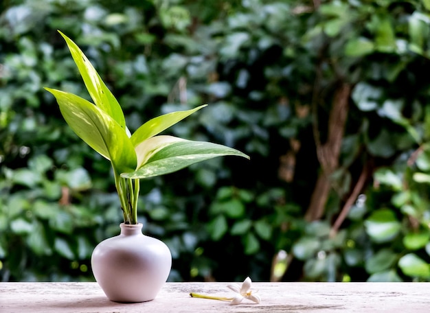 Pequena árvore em pequena decoração de planta em vaso em casa ou escritório filtro de tom cinematográfico