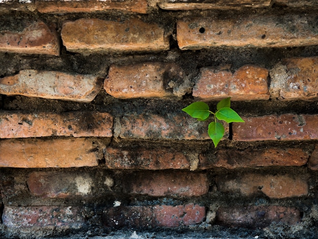 Foto pequena árvore que cresce na parede de tijolos antigos