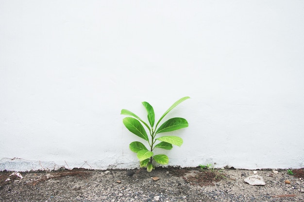 Foto pequena árvore que cresce no chão de cimento, parede velha de concreto branco