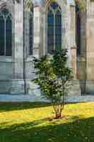 Foto pequena árvore solitária iluminada pelo sol na frente da fachada gótica da famosa igreja votivkirche em viena, áustria