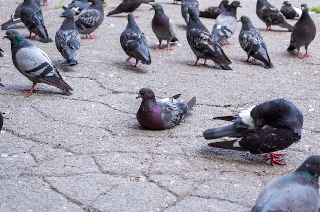 Pequeña bandada de palomas en el parque