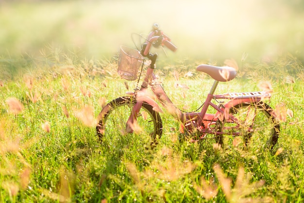 Pequeña bicicleta rosada en campo de hierba