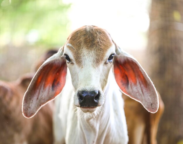 La pequeña y bonita vaca