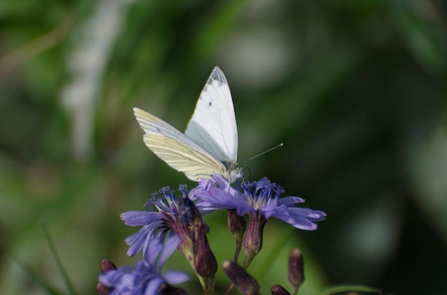 Pequena borboleta branca (Pieris rapae) coleta néctar de uma flor lilás.