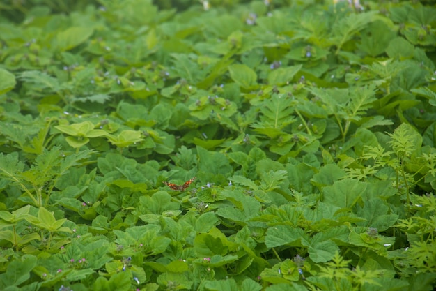 pequena borboleta em uma colina de plantas verdes