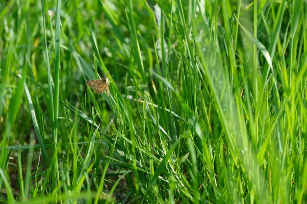 Pequena borboleta marrom mariposa comum descansando em uma folha de grama linda pradaria