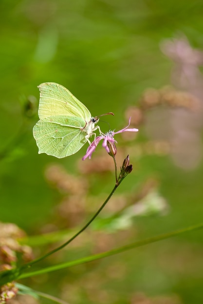 pequena borboleta verde empoleirada em um galho