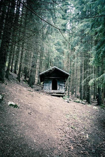 Pequena cabana de madeira abandonada em uma floresta de abetos escuros e profundos