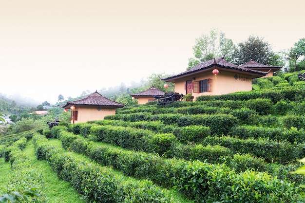 Pequeña cabaña en la plantación de té mae hong son