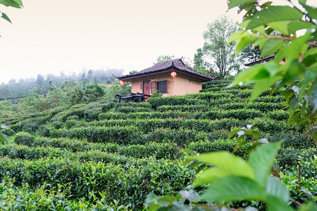 Pequeña cabaña en la plantación de té Mae Hong Son