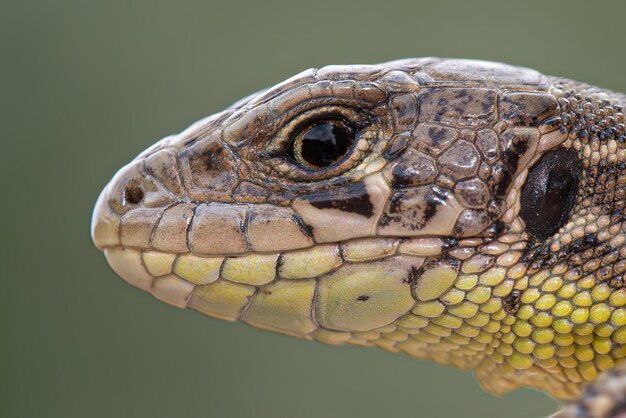 Pequeña cabeza de lagarto con escamas detalladas que parecen una macro de primer plano tranquila