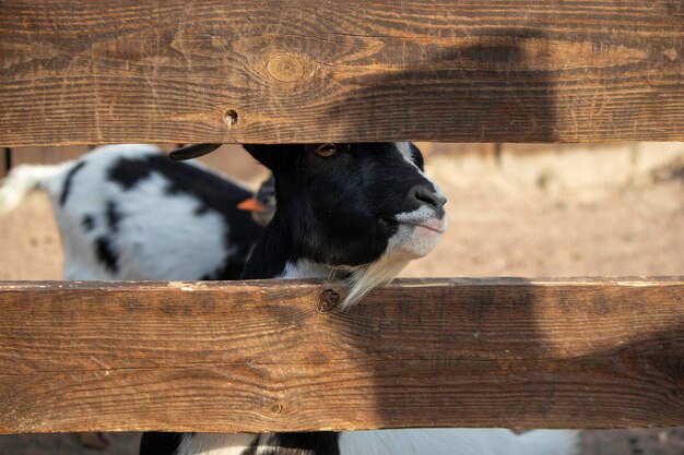 una pequeña cabra se asoma entre las tablas del prado