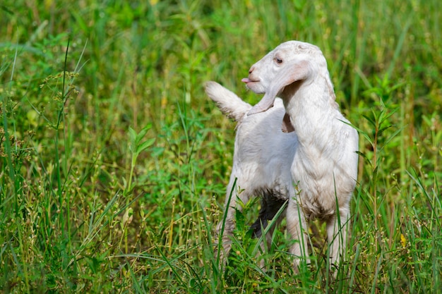 Pequeña cabra blanca en el prado verde