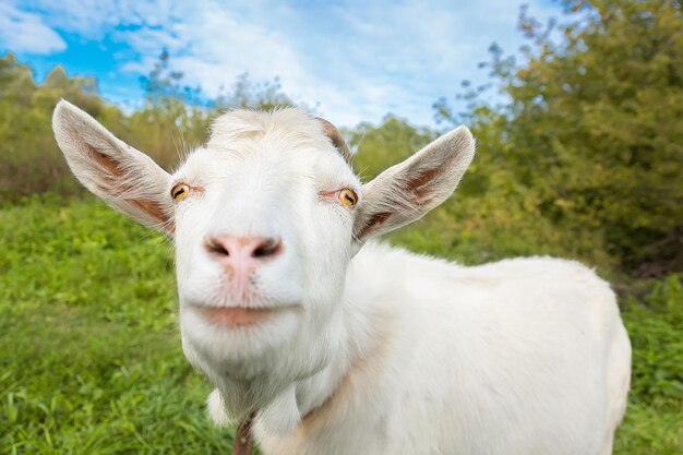 Foto pequeña cabra en un campo de trigo x9