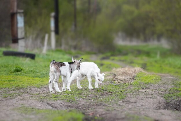 Pequeña cabra en un campo de trigo