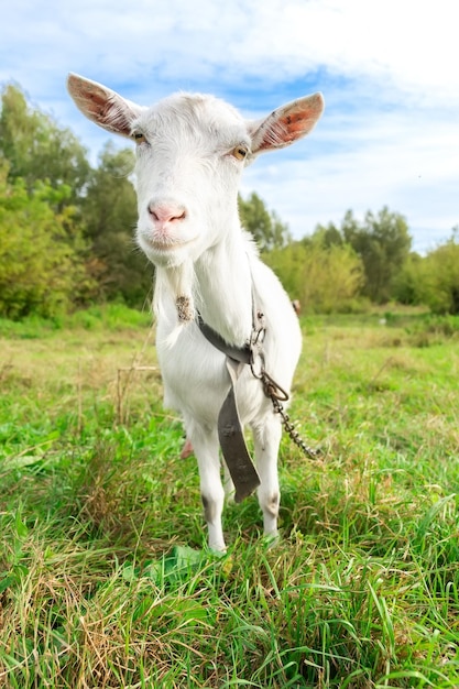 Pequeña cabra en un campo de trigox9