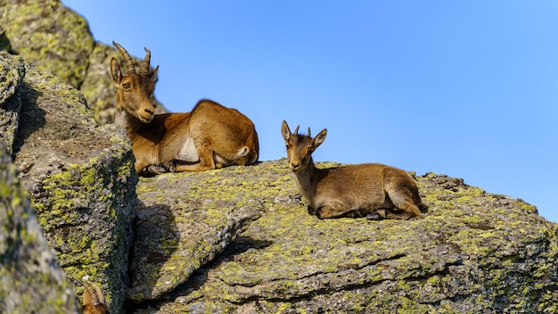 Pequeña cabra hispana descansando sobre una roca junto a su madre en las montañas de Madrid España