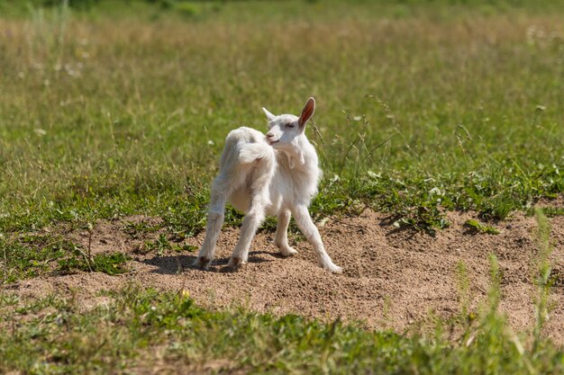 Pequeña cabra linda jugando en la naturaleza en verano